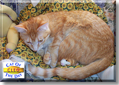 Cleo, the Cat of the Day