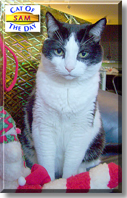 Sam, the Cat of the Day