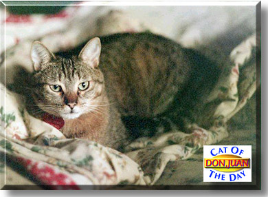 Don Juan, the Cat of the Day