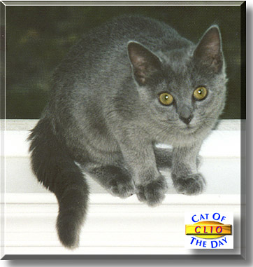 Clio, the Cat of the Day