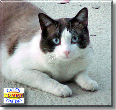 Tommy, the Cat of the Day