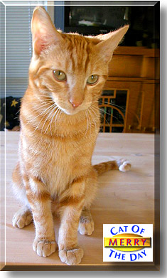 Merry, the Cat of the Day