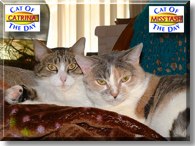 Catrina, Miss Tash, the Cat of the Day