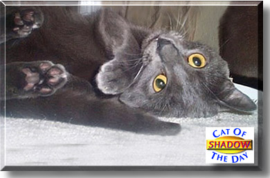 Shadow, the Cat of the Day