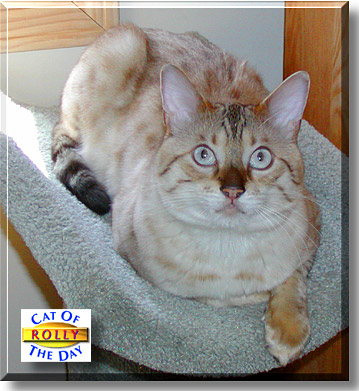 Rolly, the Cat of the Day