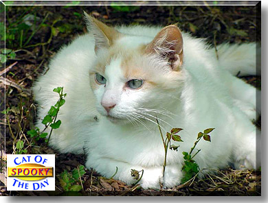 Spooky, the Cat of the Day
