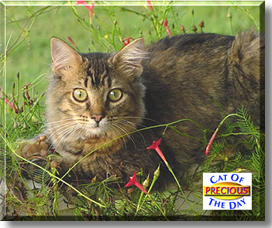 Precious, the Cat of the Day