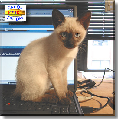 Keiki, the Cat of the Day