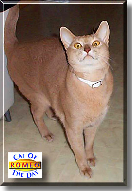 Romeo, the Cat of the Day