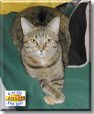 Angel, the Cat of the Day