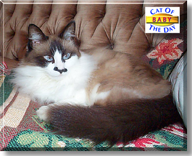 Baby, the Cat of the Day