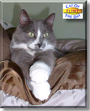 Flint, the Cat of the Day