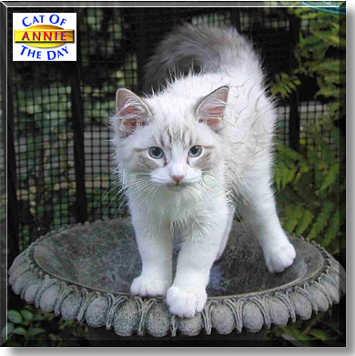 Annie, the Cat of the Day
