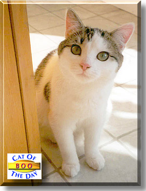 Boo, the Cat of the Day