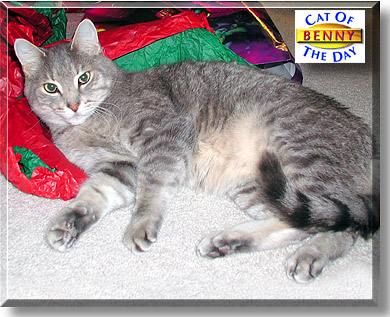 Benny, the Cat of the Day