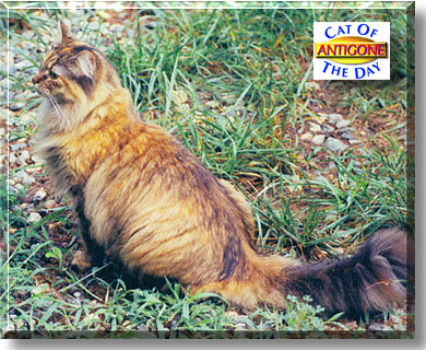 Antigone, the Cat of the Day