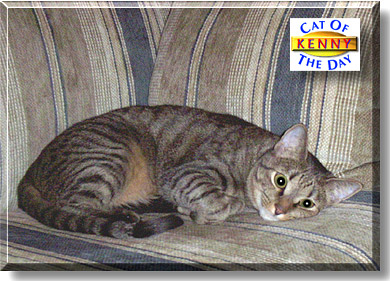 Kenny, the Cat of the Day