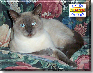 Simon, the Cat of the Day
