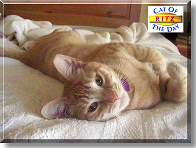 Ritz, the Cat of the Day