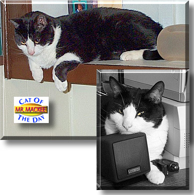Mr. Mackee, the Cat of the Day