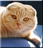 Hector
