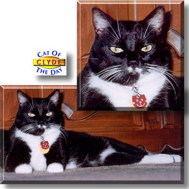 Clyde, the Cat of the Day