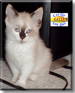 Kalli, the Cat of the Day