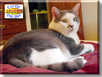 Spooky, the Cat of the Day