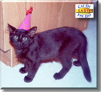Sadie, the Cat of the Day