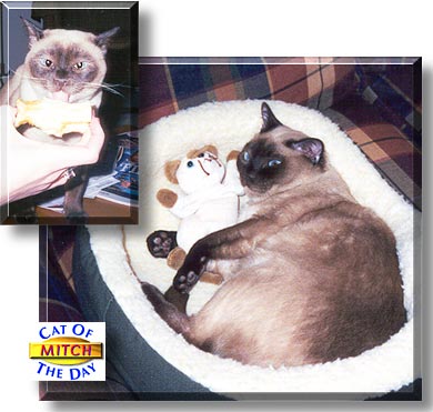 Mitch, the Cat of the Day