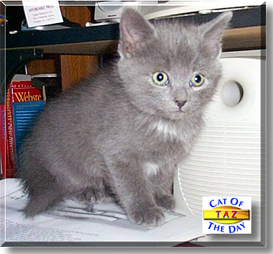Taz, the Cat of the Day