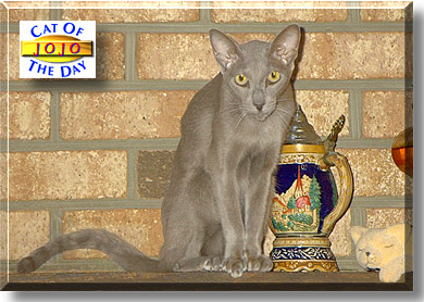 JoJo, the Cat of the Day