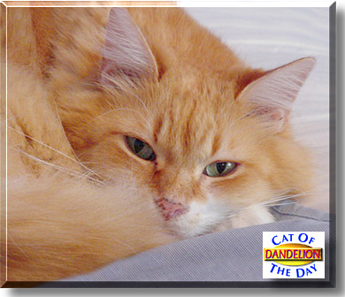 Dandelion, the Cat of the Day