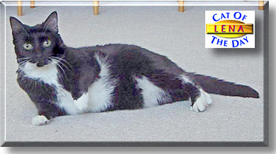 Lena, the Cat of the Day