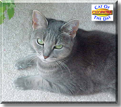 Cleopatra, the Cat of the Day