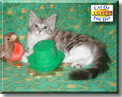 Lovey, the Cat of the Day