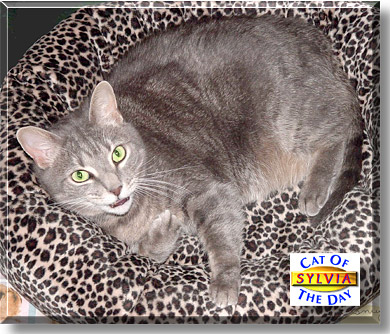 Sylvia, the Cat of the Day