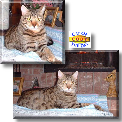 Cody, the Cat of the Day