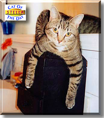 Stella, the Cat of the Day