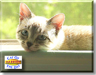 Harriet, the Cat of the Day