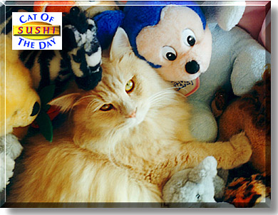 Sushi, the Cat of the Day