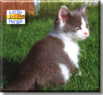 Ziggy, the Cat of the Day