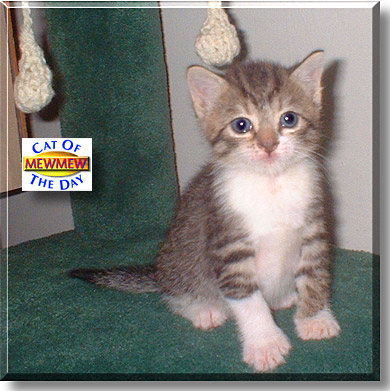 Mewmew, the Cat of the Day
