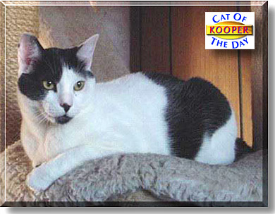 Kooper, the Cat of the Day