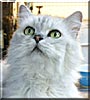 White Kitty