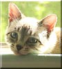Harriet