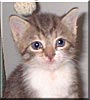 Mewmew