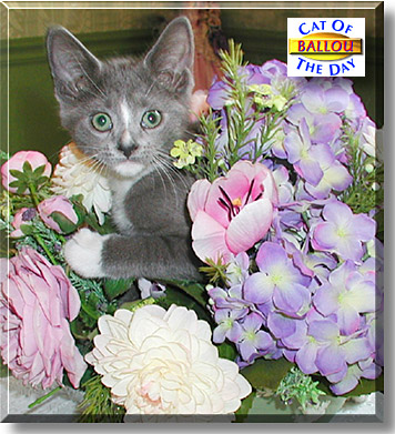 Ballou, the Cat of the Day