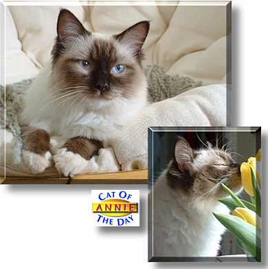 Annie, the Cat of the Day