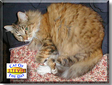 Stevie, the Cat of the Day